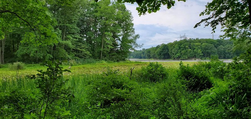 View of Tea Town Lake from the Lakeside Trail