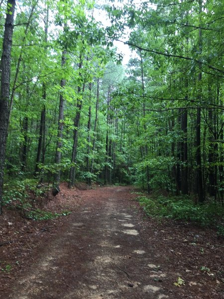 Pine needle covered trail