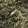 Even though Giant Sequoias are huge, their cones are tiny.  Cones can be seen along the trail throughout the year.