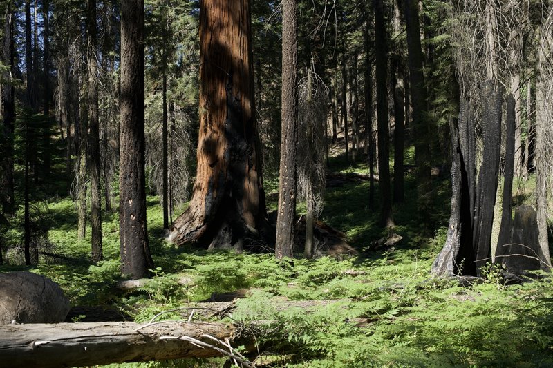 You can see fire damage to the sequoia trees along the trail.  Some trees are still standing, but others have fallen or are just remains of large trees.