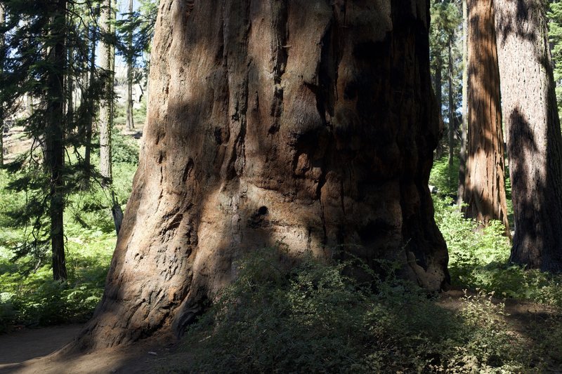 Giant Sequoia trees can be seen along the trail.  It is amazing to see these trees up close.