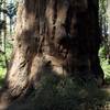 Giant Sequoia trees can be seen along the trail.  It is amazing to see these trees up close.