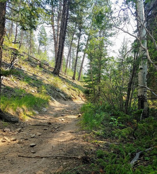 Doubletrack trail with little shade.