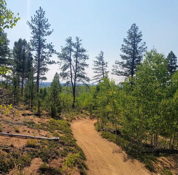 Young Aspens regrowing after the Hayman Fire.