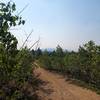 Young Aspens growing back after Hayman Fire.