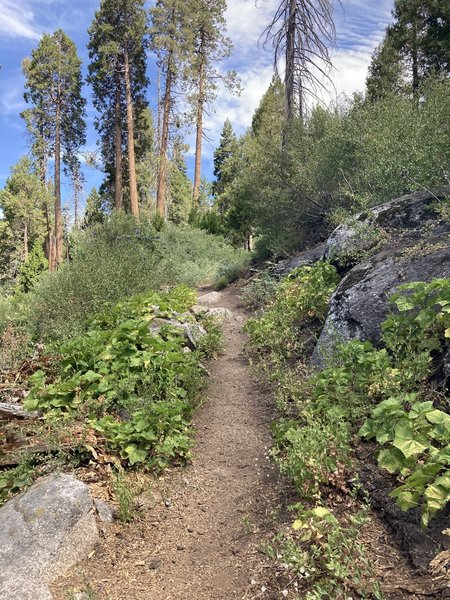 Manzanita trail before I got to the overgrown part.