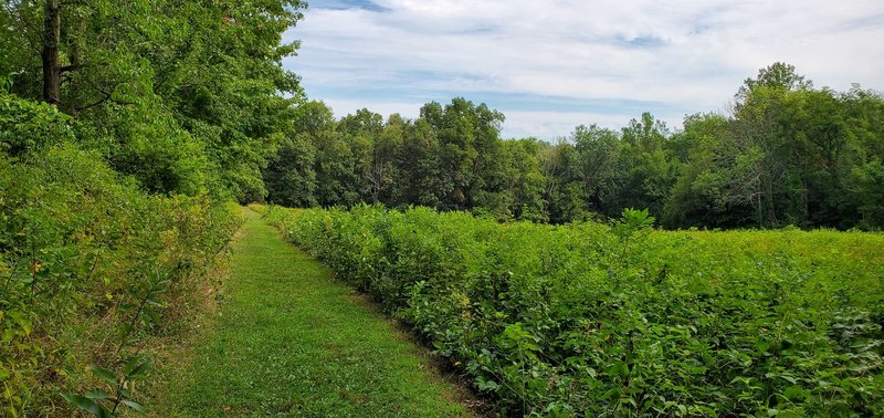 Old Farm Field