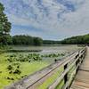 Teatown Lake Boardwalk