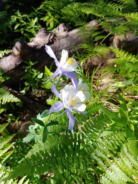 Columbine