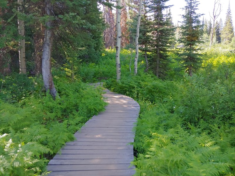 Wood bridge along low area of trail