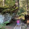 The trail meanders through a number of boulders with trees growing off them.