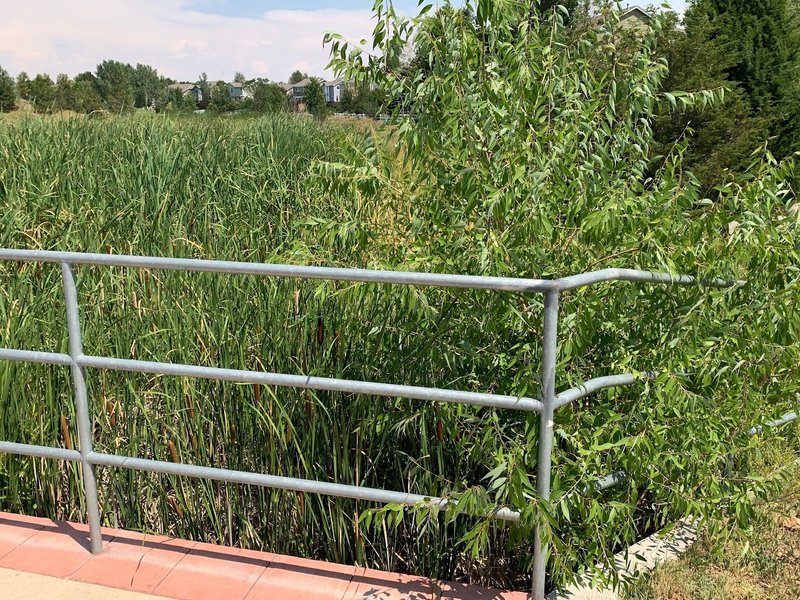 Bridge over the marshland creek