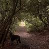 Some of the trails in Hickory Run take you through enchanting tunnels of tree canopy.