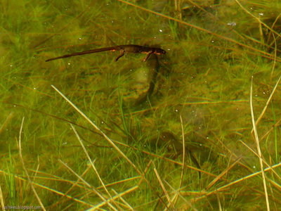 Rough skinned newts in one of the many ponds along Boundary Trail.