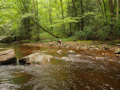 Bring your fly-rod.  The brookie fishing along the Middle-Fork is VERY good.