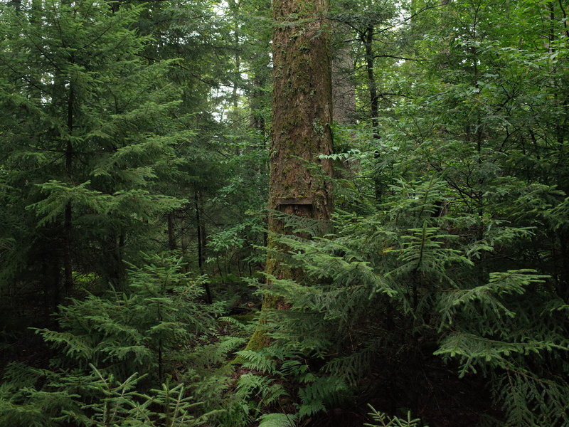 Keep an eye out for Rock Cairns at trail intersections,  most of the signs are not so obvious.