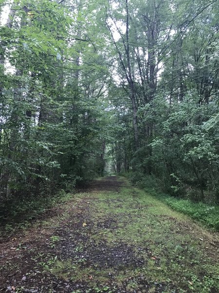 Lake Trail Loop