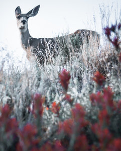 Deer often graze along this trail