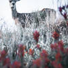 Deer often graze along this trail