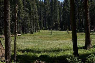 Huckleberry Meadow sits off to the right side of the trail.  In the summer, flowers can be seen blooming all around the meadow.