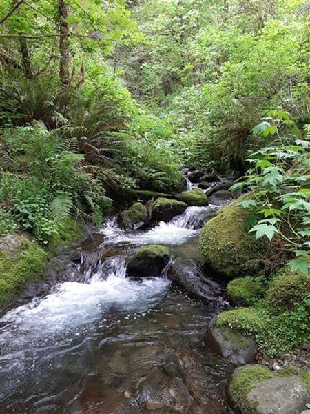 Trail crossing Washout Creek, with the creek falling over mossy boulders.