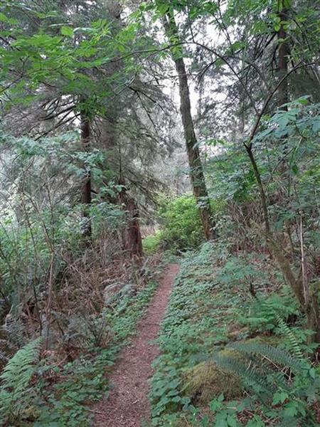 Trail running through a green woods with ferns on both sides.