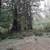 A meadow with large, old sitka spruce trees on the edges.