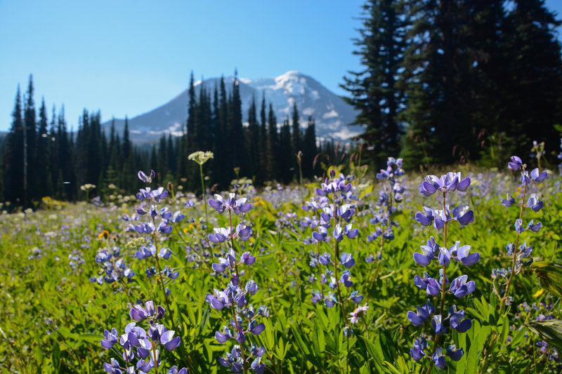 Huge fields of lupines can be found at the top of Divide Camp Trail.