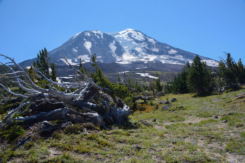 Mt. Adams from High Camp.