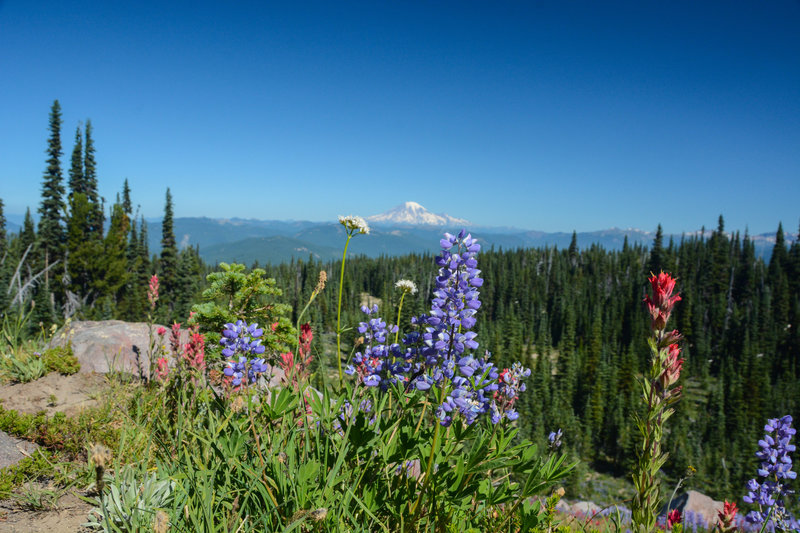 Mount Rainier as seen from the PCT.