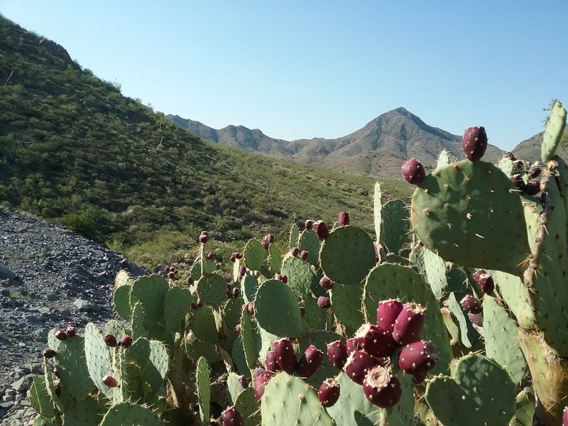 Opuntias in fruit and a view of the canyon.