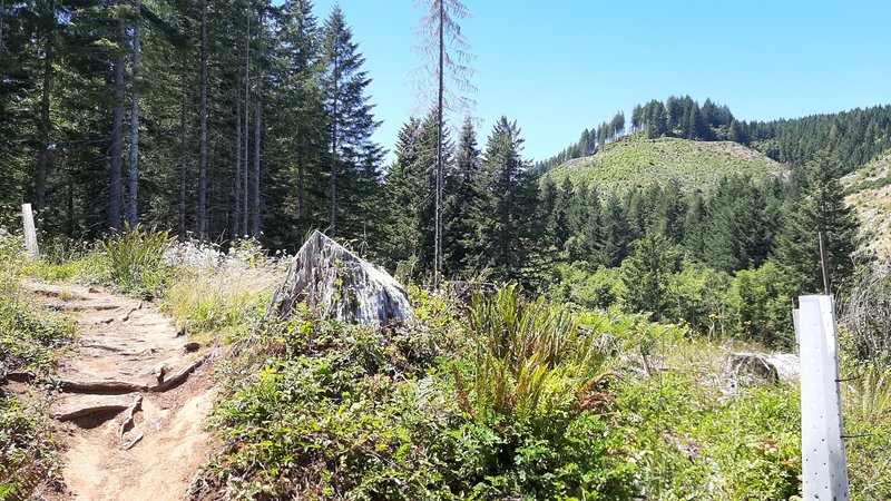 Trail through an old cut with young trees regrowing with ferns and wildflowers.