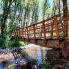 A log bridge crosses a clear stream under a canopy of red alders.