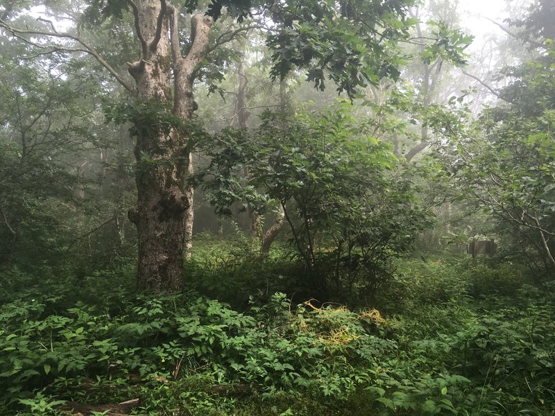 View at the top of Big Frog Mountain during summer