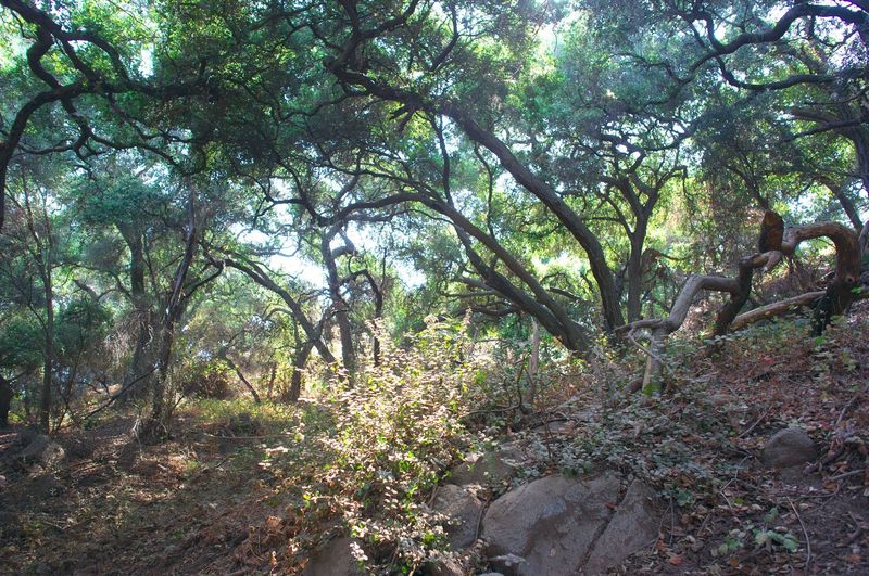 Oaks and rhododendrons along Marshall Canyon Trail.