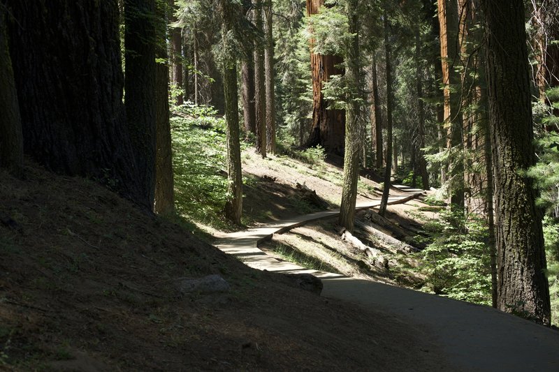 The Alta Trail wanders beneath the shade of Giant Sequoias and other large evergreen trees. It is packed dirt and gravel at this point, making hiking easy.