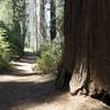 The Old Bear Hill Road Trail is a wide trail that climbs through the Giant Forest before descending back toward the road and museum.