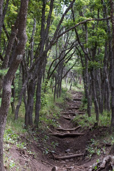 Beautiful oak grove near the top of the Turkey Canyon Trail.