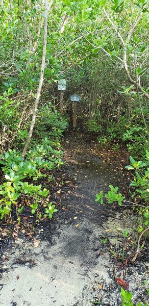 The trail ends in a sad little swamp.