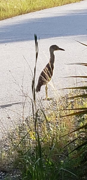 Juvenile yellow-crowned night heron