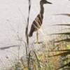 Juvenile yellow-crowned night heron