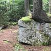 Trees grow out of rocks along the trail.