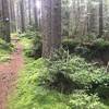 Trail through mossy undergrowth.