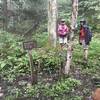 Intersection of North Fork Trail and Right Fork Tea Creek Trail - both use old rail beds