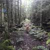 Dark Spruce Forest along Right Fork Connector Trail