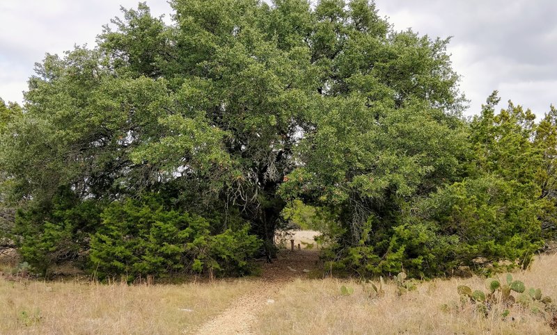 Cedar Chopper Trail cutting right through a large tree.