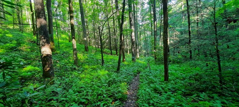 Wagon Road Gap Trail