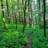 Wagon Road Gap Trail