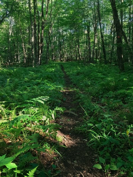 Brandy Lake Trail, about 100 yards from the NY 28 trailhead.