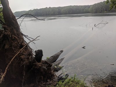 Along the Liberty Res shoreline